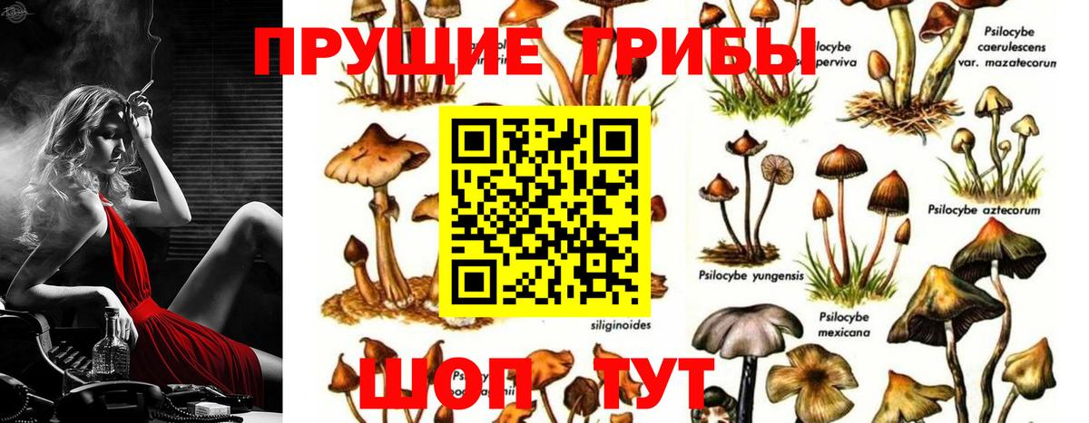 Галлюциногенные грибы GOLDEN TEACHER Протвино